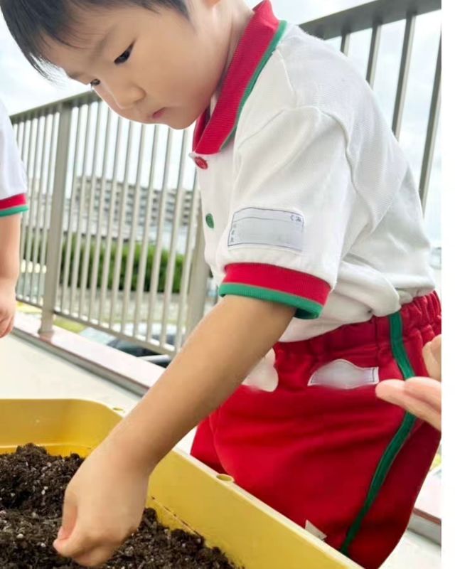 【もぐもぐDAY】　
今年の秋はまだまだ暑さを感じますが、保育園のプランターでは冬野菜の大根の種蒔きをしました。とても小さい種なので１粒ずつ落とさないように、大事に植えていましたよ。
つぼみ組、ふたば組は芋掘り体験をしました。大きなお芋が出てきてびっくり！楽しい収穫体験になりました♪

#芋掘り体験
#栽培活動
#もぐもぐDAY
#冬野菜
#淡水幼稚園
#たんすいようちえん
#幼稚園
#保育園
#たんすい保育園
#たんすい和白保育園
#たんすいfamilia保育園
#tansui
#tansuiyouchien
#福岡市博多区
#fukuoka
#kindergarten
#たんすいケアルーム
#病児病後児保育
#児童発達支援事業所
#たんすいWAYルーム